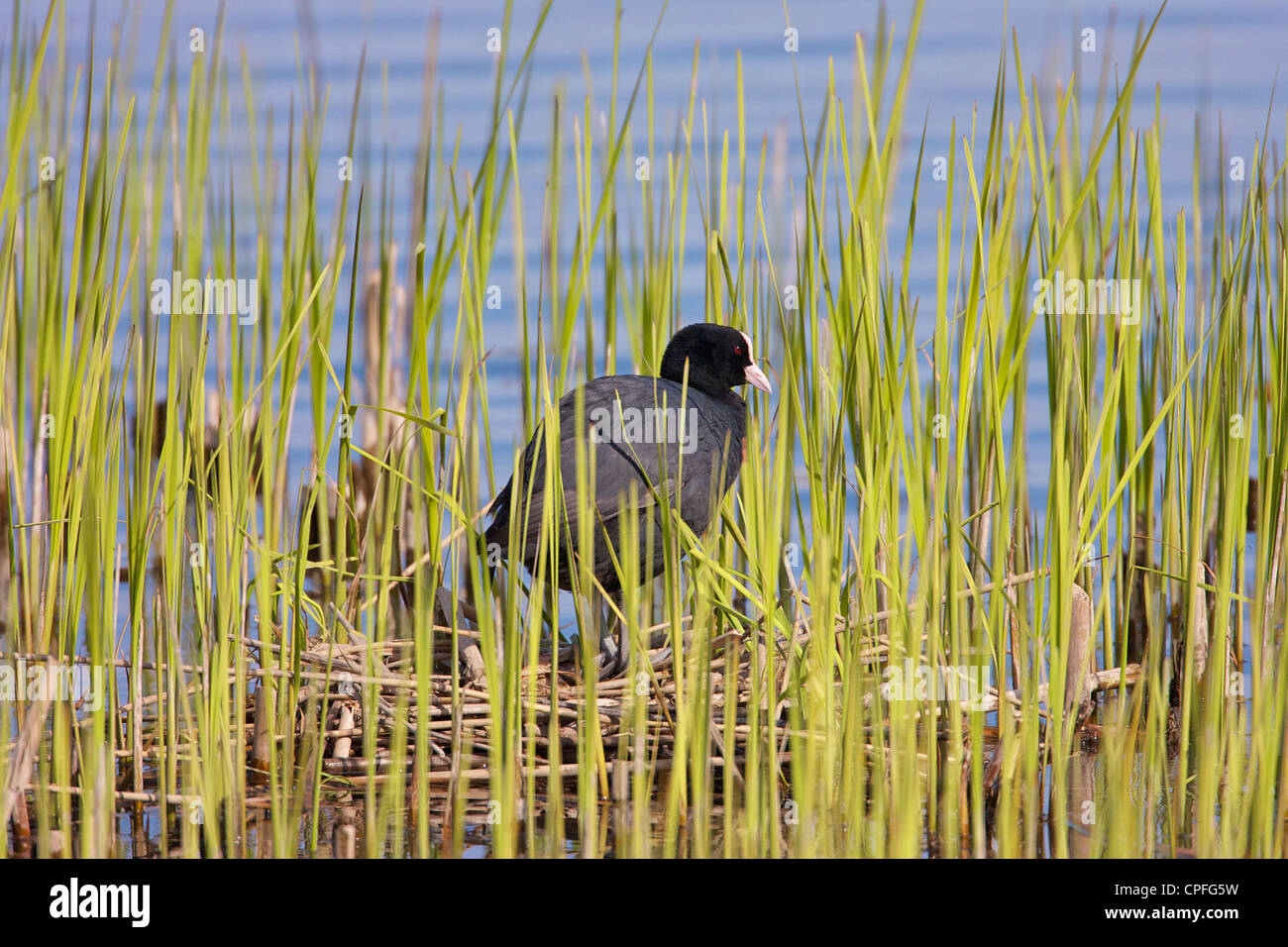 Solo la folaga (fulica atra) in piedi sul nido costruito in Phragmites canne. Foto Stock