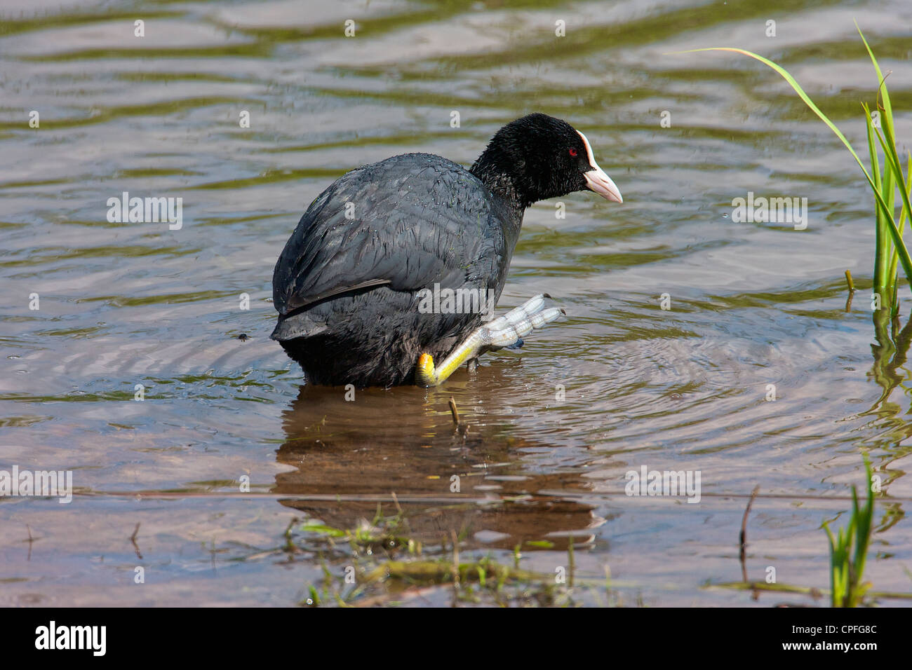 La folaga (fulica atra) Preening mantenendo un occhio sul suo territorio. Essi sono territoriale in modo aggressivo durante la riproduzione. Foto Stock