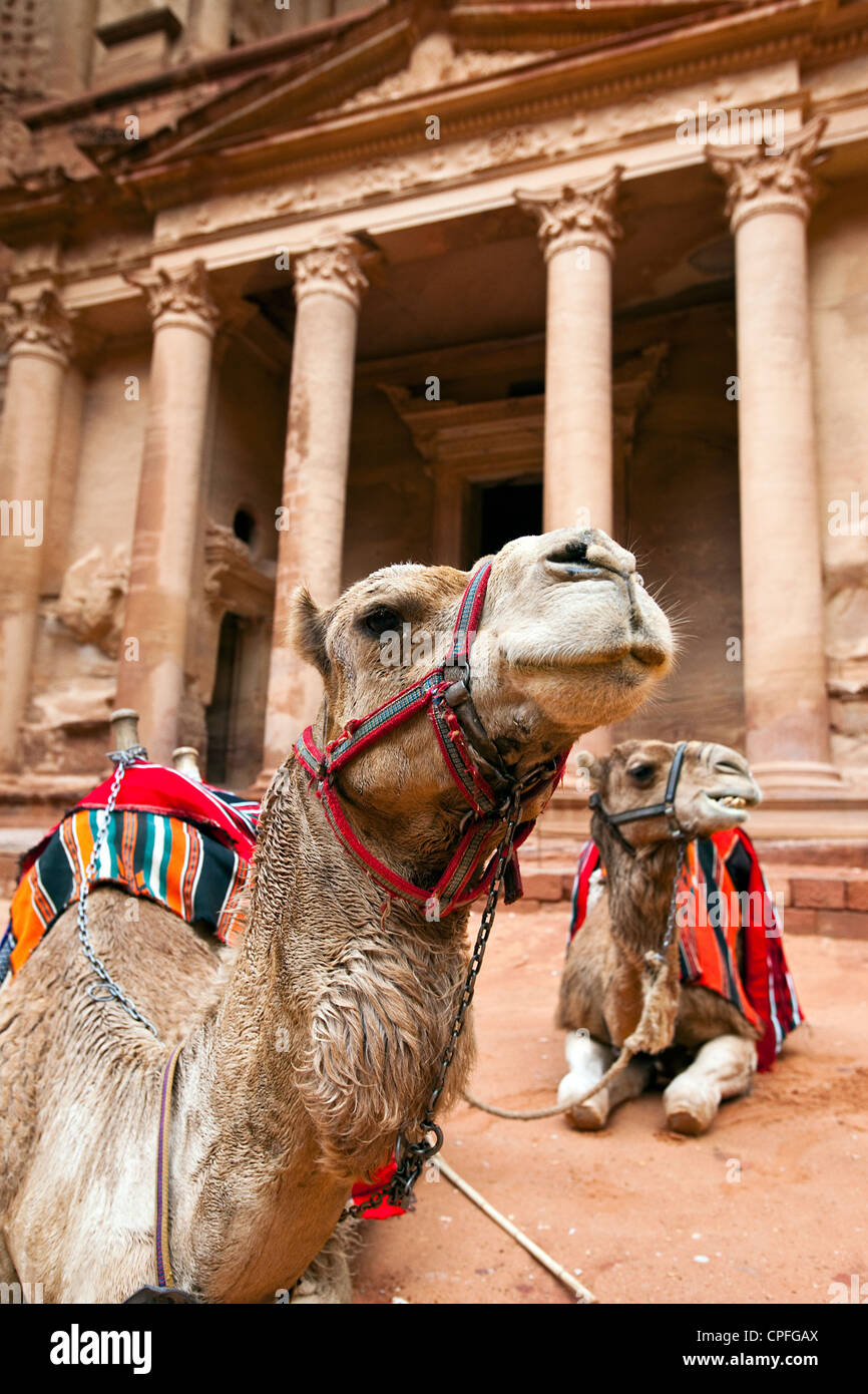 Cammelli in appoggio da parte del Tesoro (Al-Khazneh), Petra, Giordania, Asia Occidentale Foto Stock