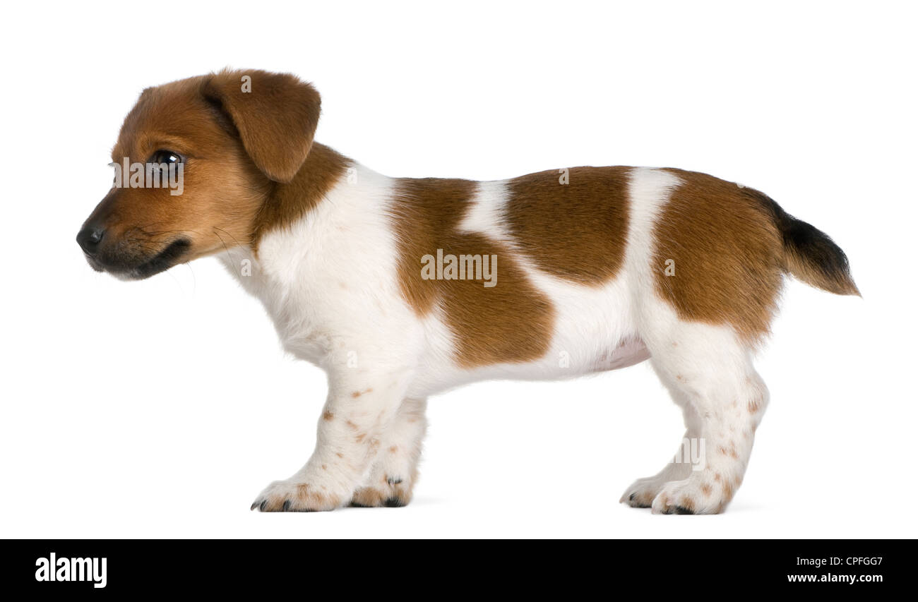 Jack Russel Terrier cucciolo, 3 mesi di età, in piedi contro lo sfondo bianco Foto Stock