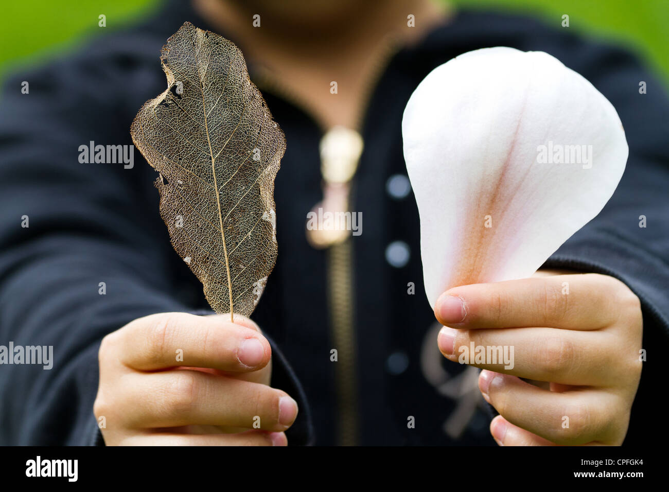 Vena di foglia e petalo di fiore Foto Stock