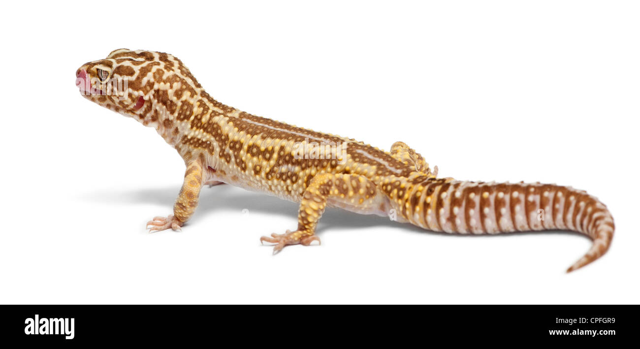 Albino Striped Leopard Gecko, Eublepharis macularius, contro uno sfondo bianco Foto Stock