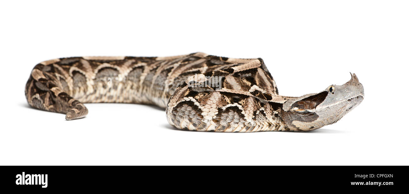 Gaboon viper, Bitis gabonica, contro uno sfondo bianco Foto Stock