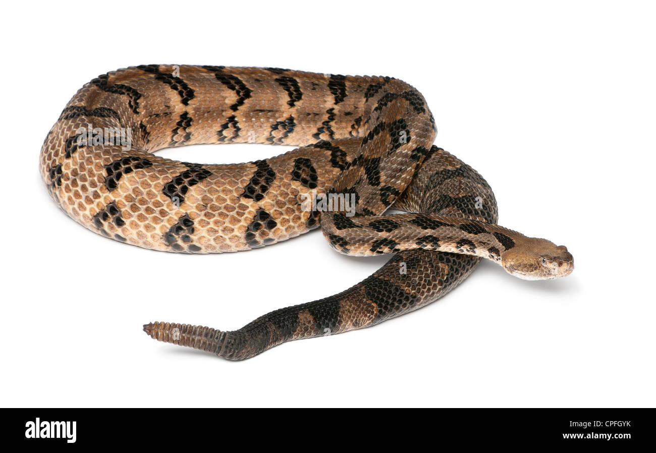 Legname, Rattlesnake Crotalus horridus atricaudatus, contro uno sfondo bianco Foto Stock