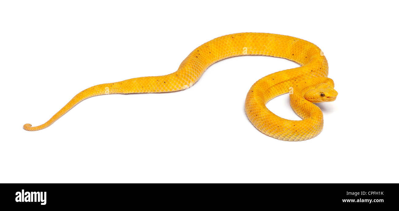 Gialla Viper di ciglia, Bothriechis schlegelii, contro uno sfondo bianco Foto Stock