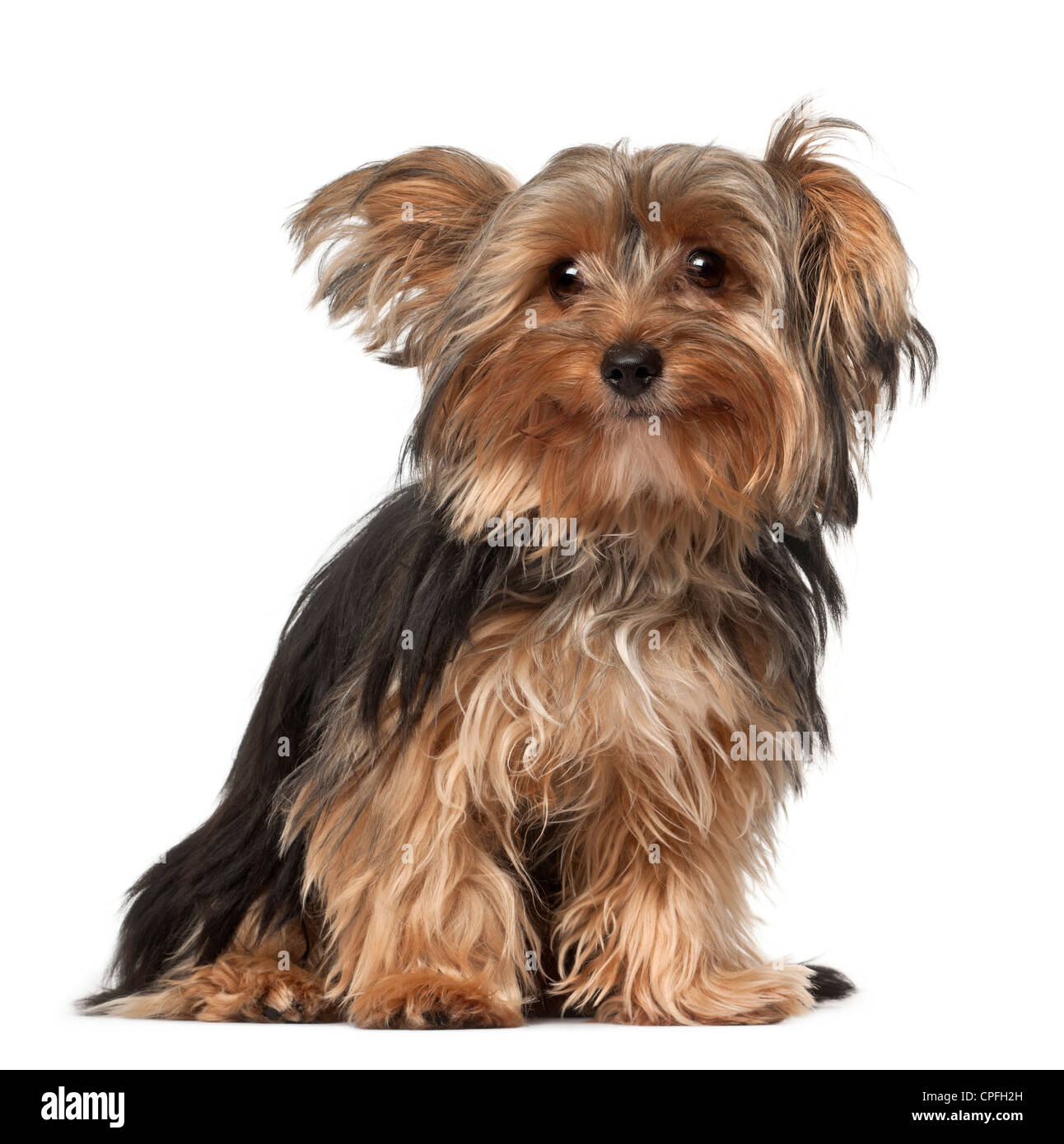 Yorkshire Terrier, 8 mesi di età, seduti contro uno sfondo bianco Foto Stock