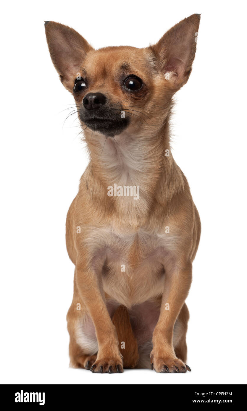Chihuahua, 1 anno di età, seduti contro uno sfondo bianco Foto Stock