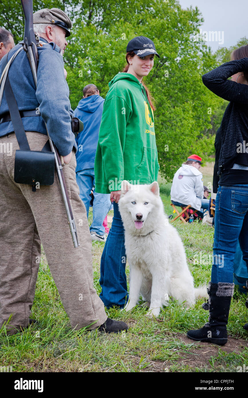 Grande cane bianco ,,guerra civile rievocazione storica , Neshaminy Park, Pennsylvania ,USA Foto Stock