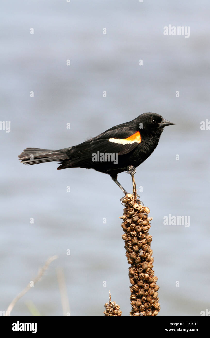Rosso-winged blackbird, Agelaius phoeniceus, maschio. Edwin B. Forsythe National Wildlife Refuge, Oceanville, New Jersey, STATI UNITI D'AMERICA Foto Stock