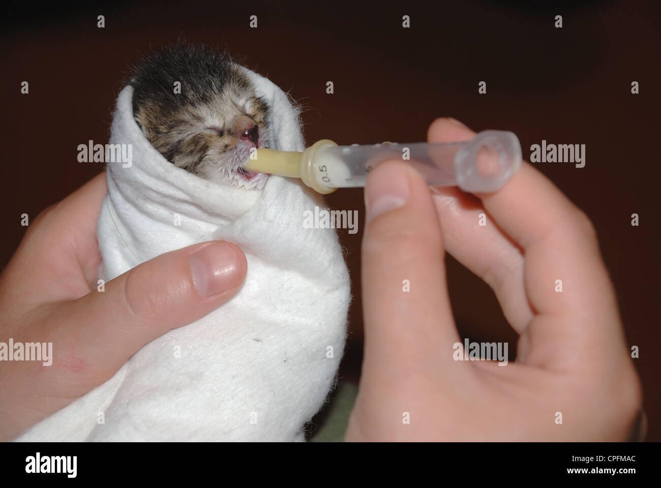 Piccolo neonato gattino mangiare latte con nipplo Foto Stock