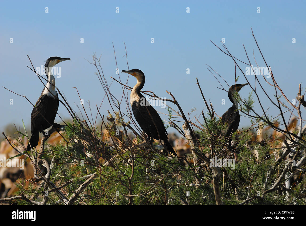 Cormorans, uccelli selvatici Foto Stock