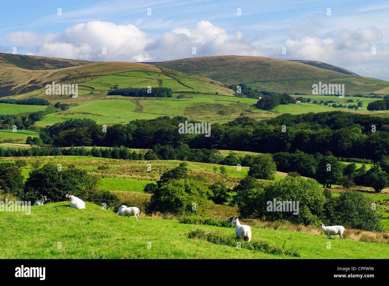 Pecore, vicino a Chipping nella foresta di Bowland, Lancashire, Inghilterra. In fondo è la cresta della sella è sceso. Foto Stock