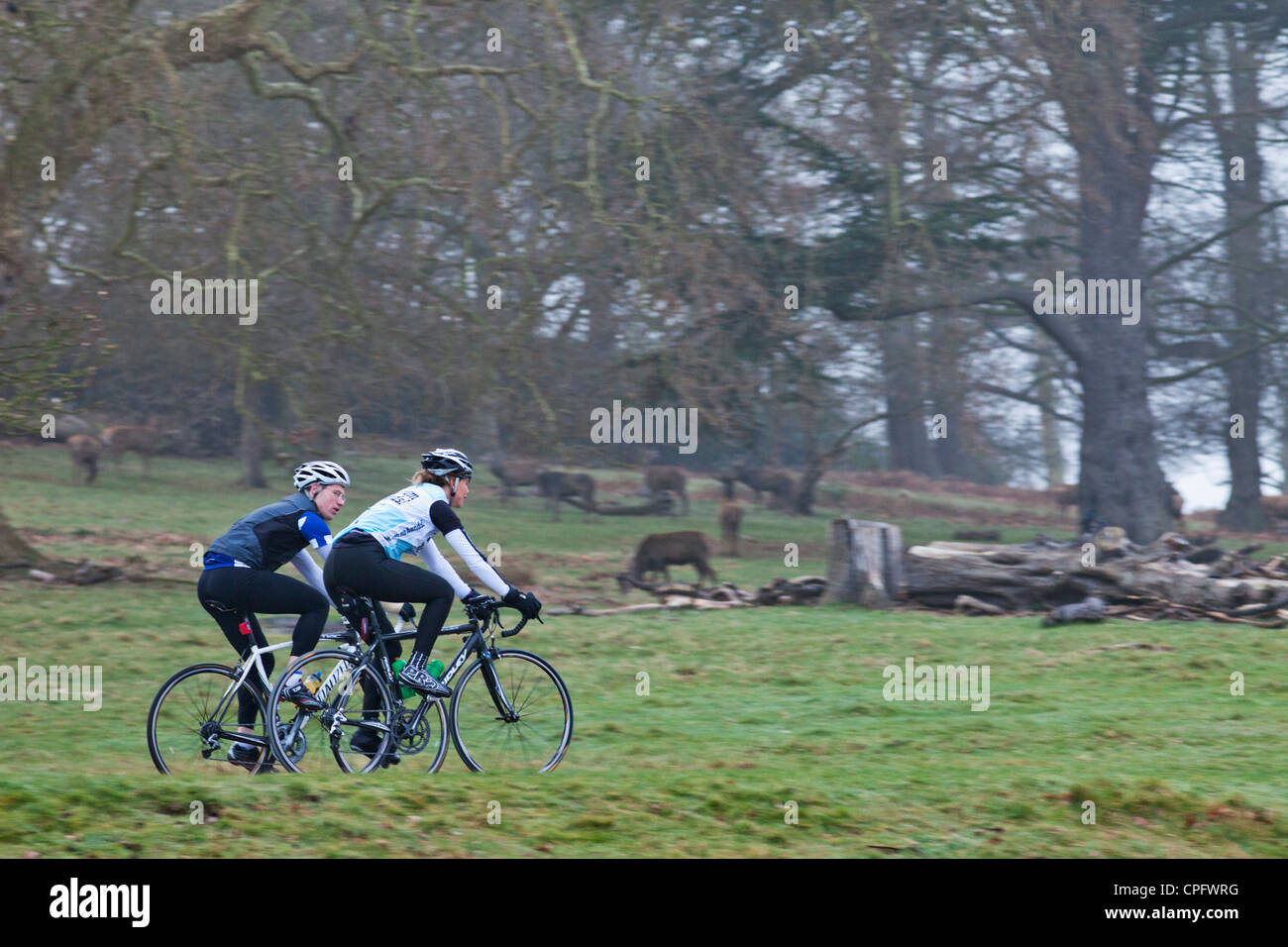Inghilterra, Londra, Surrey, Richmond Park, Ciclisti Foto Stock