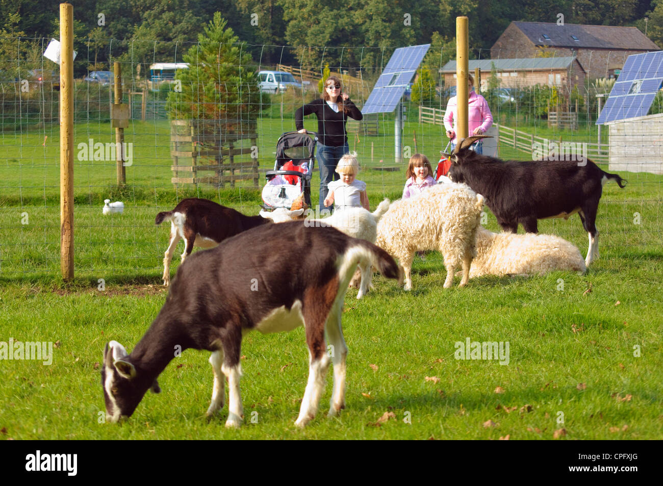 Capre al Bowland Wild Boar Park nella foresta di Bowland Lancashire Inghilterra Foto Stock