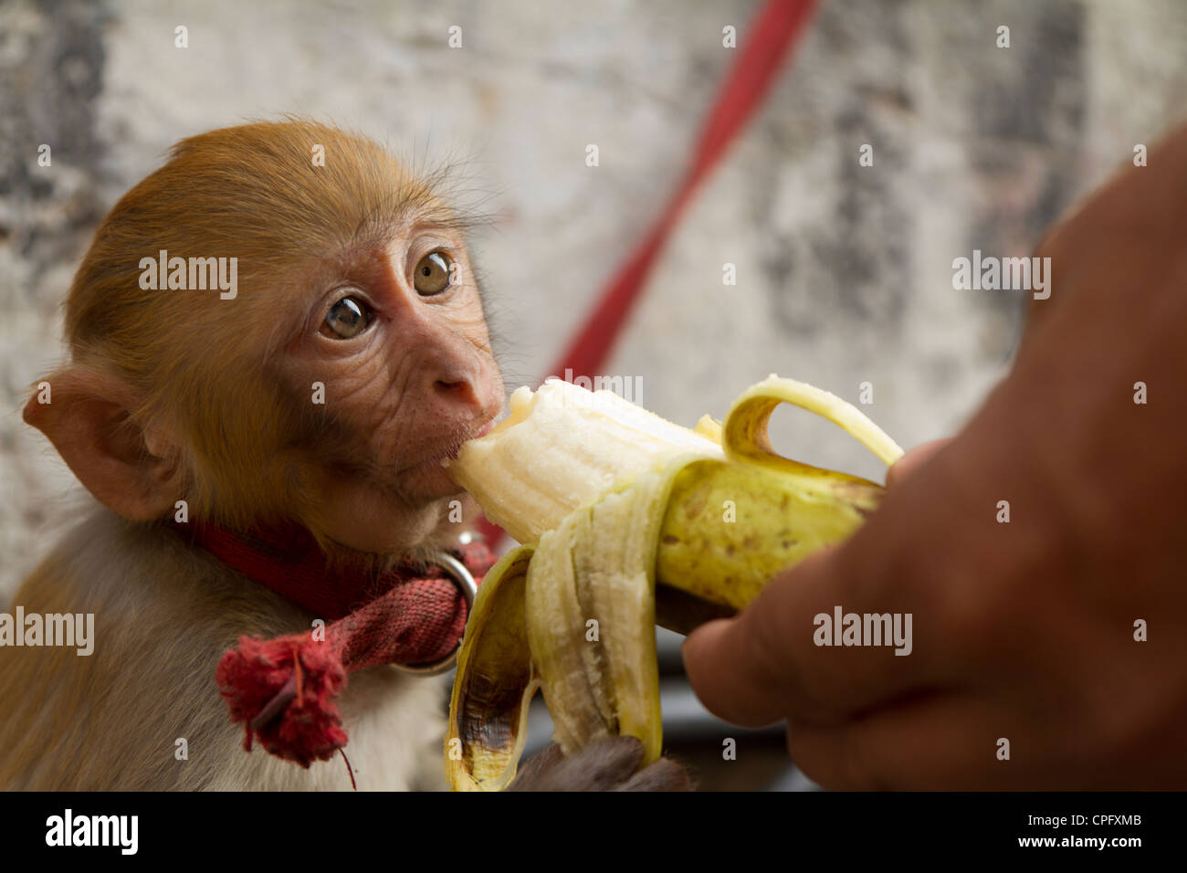 Orecchini A Scimmietta Con Banana In Argento Sterling 925 - Gioielli Divertenti Per Donne E Bambini, In Confezione Regalo