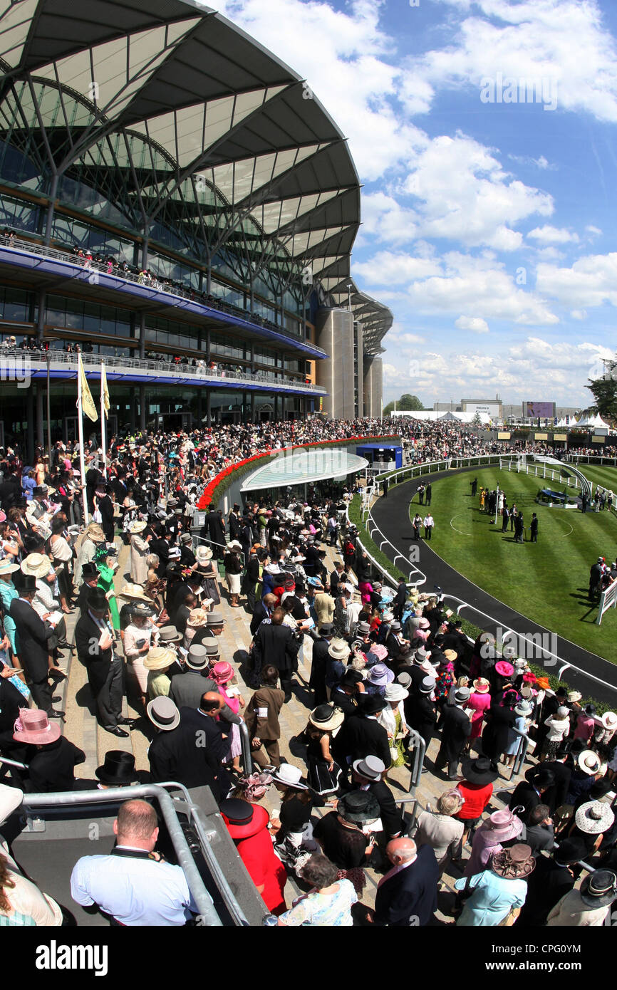 Vista del cavallo di razza in corso, Ascot, Regno Unito Foto Stock