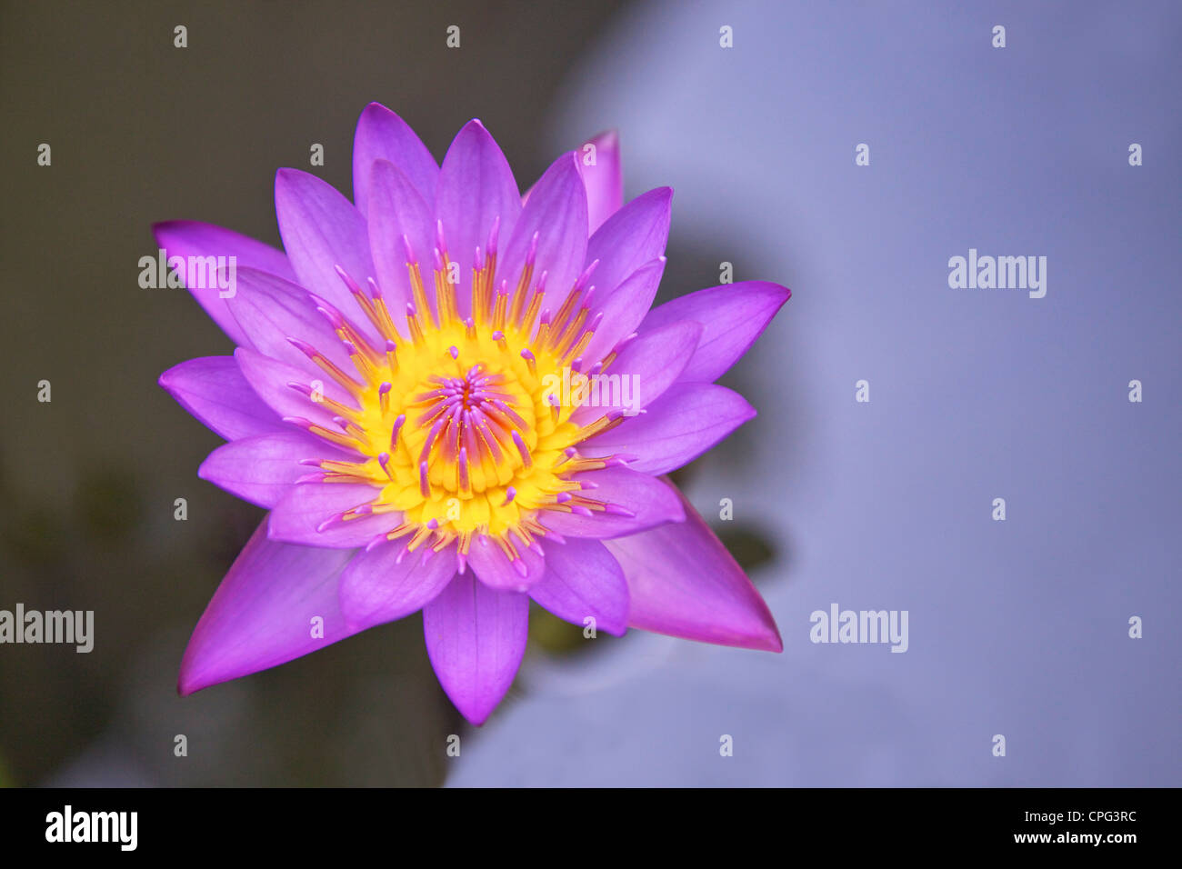 Blue star ninfea bianca o blu fiore di loto, Nymphaea stellata, fiore nazionale dello Sri Lanka, dell'Asia, Foto Stock