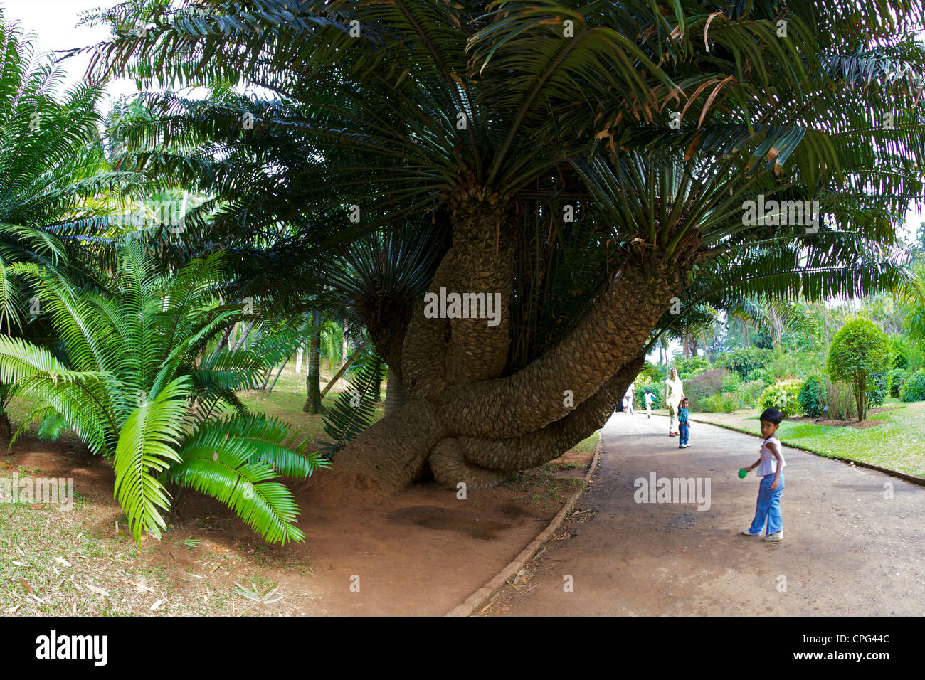 Gli ospiti del Royal Botanical Garden, Peradeniya, Kandy, Sri Lanka Foto Stock