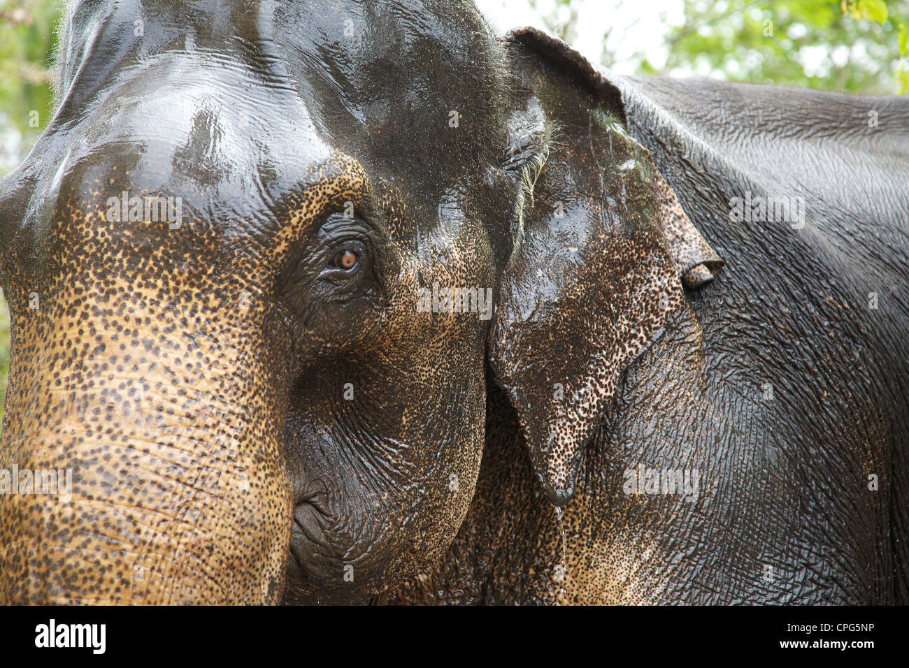 Primo piano della cattività di elefante asiatico, Elephas maximus maximus, Sri Lanka, Asia Foto Stock