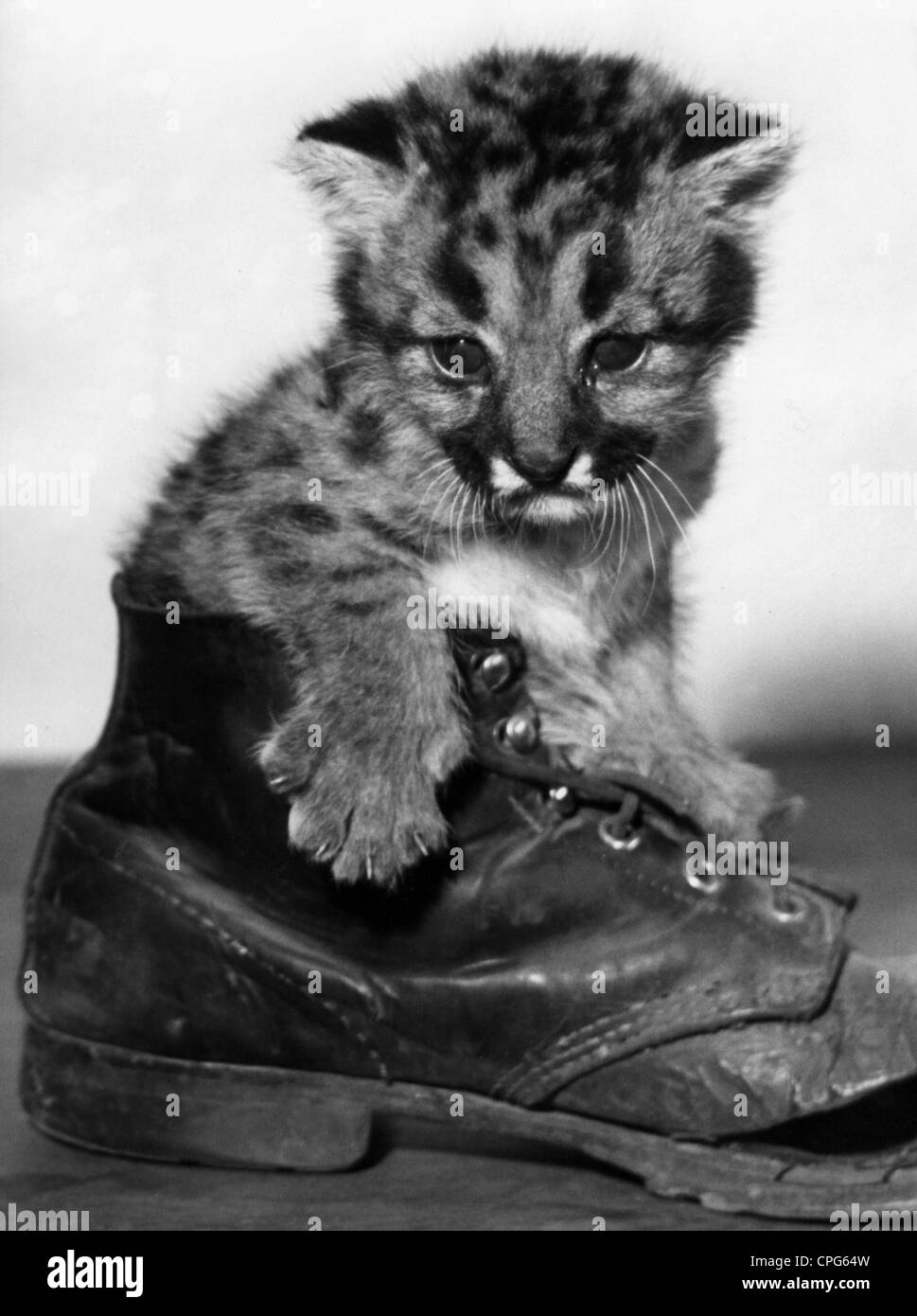 zoologia, mammiferi, gatti (Felidae), cougar (Puma concolor), cucciolo in una vecchia scarpa, Frankfurt Zoological Garden, Germania, aprile 1957, diritti-aggiuntivi-clearences-non disponibile Foto Stock