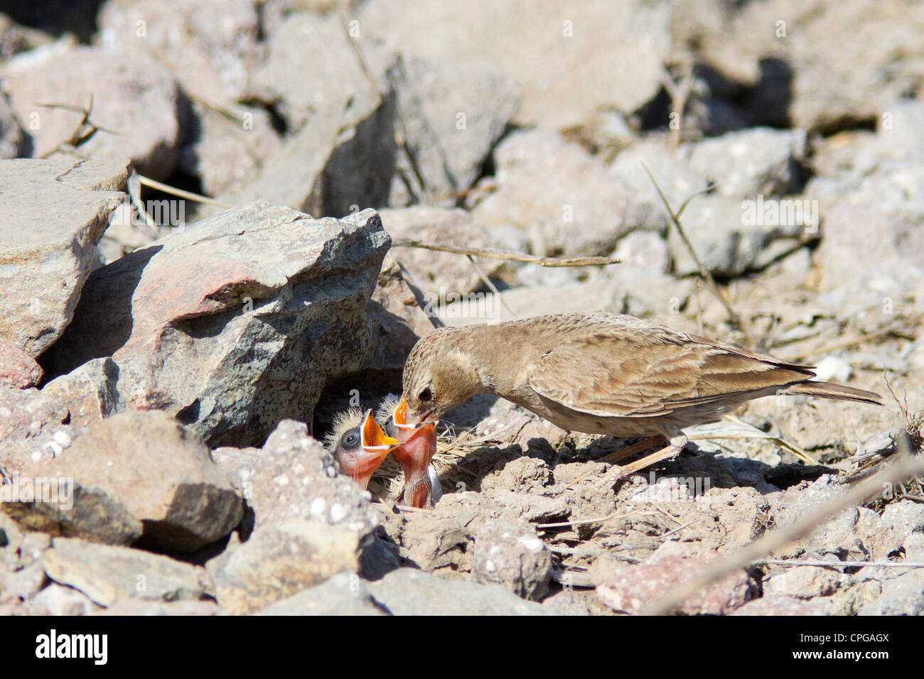 Ashy femmina-incoronato Sparrow-Lark pulcini di alimentazione (Eremopterix griseus) Foto Stock