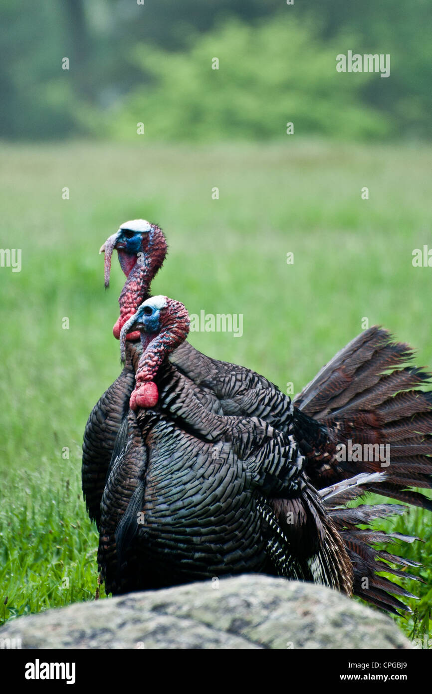 Il tacchino selvatico (Meleagris gallopavo) Foto Stock