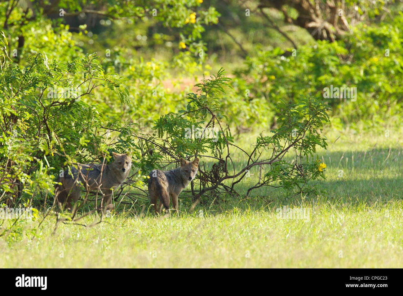 Il governo dello Sri Lanka o Indiano meridionale Jackal, Canis aureus naria, Yala National Park, Sri Lanka, Asia Foto Stock