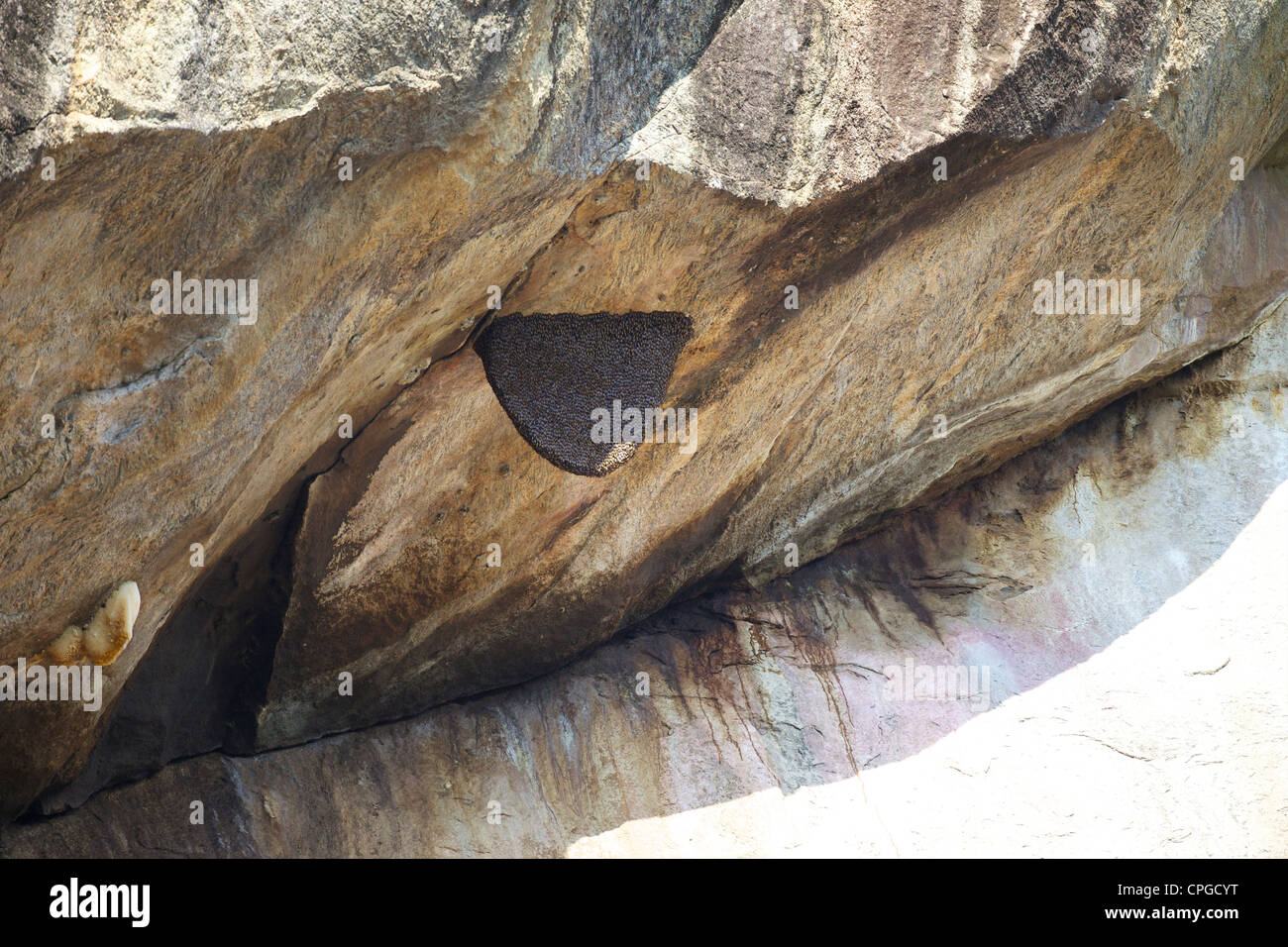 Api selvatiche nido sotto la roccia di granito sbalzo, Yala National Park, Sri Lanka, Asia Foto Stock