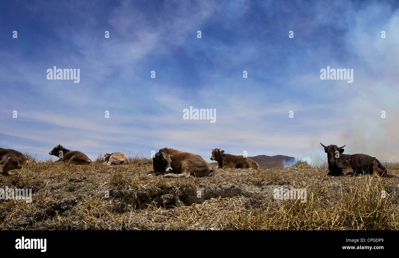 Vacche su Islas Flotantes, isole galleggianti, il lago Titicaca, Perù, Sud America Foto Stock
