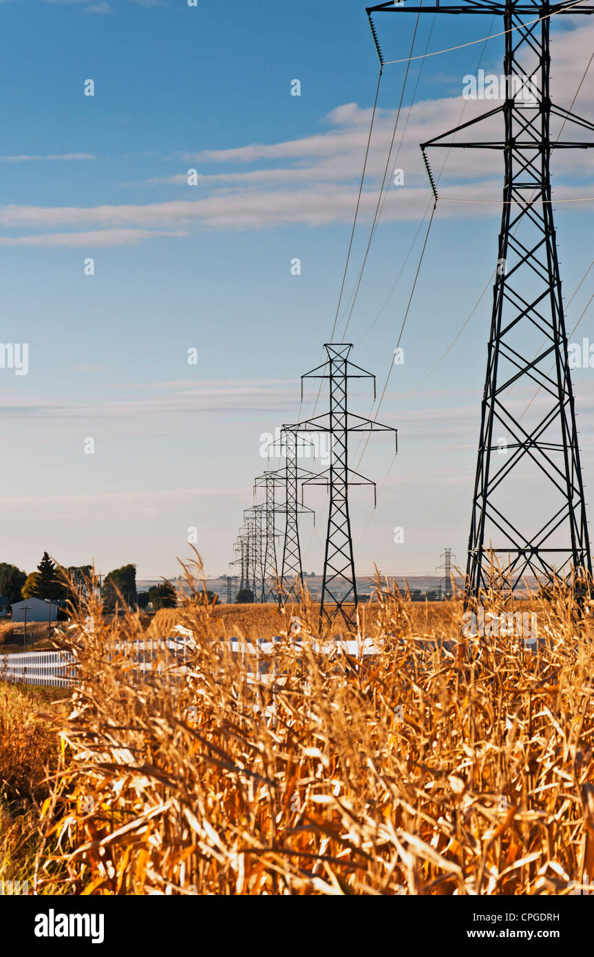 Le linee elettriche in alta tensione su torri di metallo si inclinano a distanza attraverso cornfields rurale Foto Stock