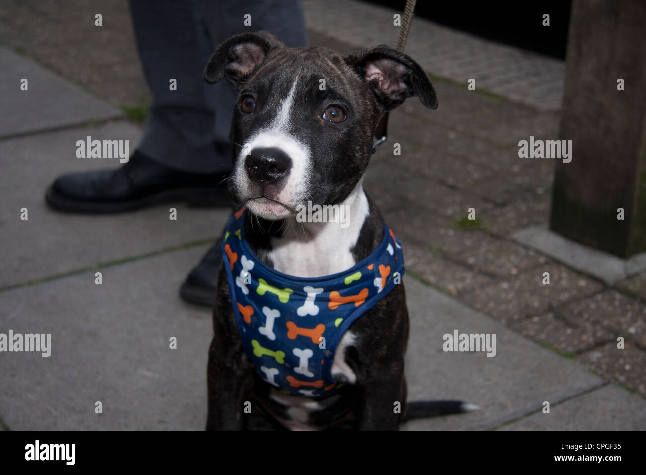 Pit Bull Terrier cucciolo con sistema di cavi Foto Stock
