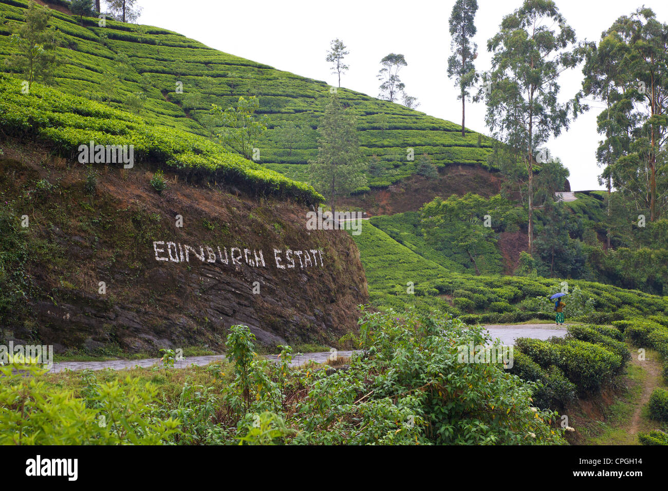 Edinburgh piantagione di tè vicino a Nuwara Eliya, Sri Lanka, Asia Foto Stock