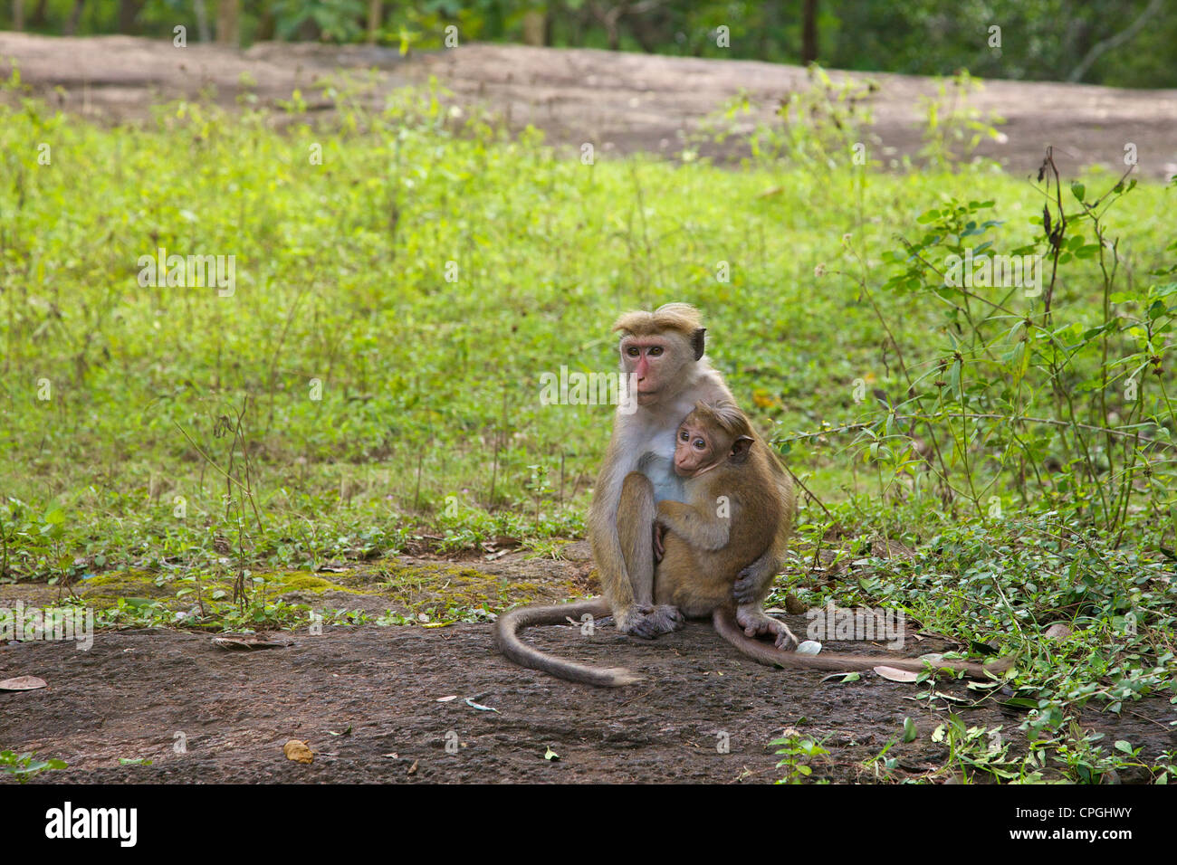 La madre e il bambino Toque macaque, Macaca sinica, Lion Rock Fortezza, Sito Patrimonio Mondiale dell'UNESCO, Sigiriya, Sri Lanka, Asia Foto Stock