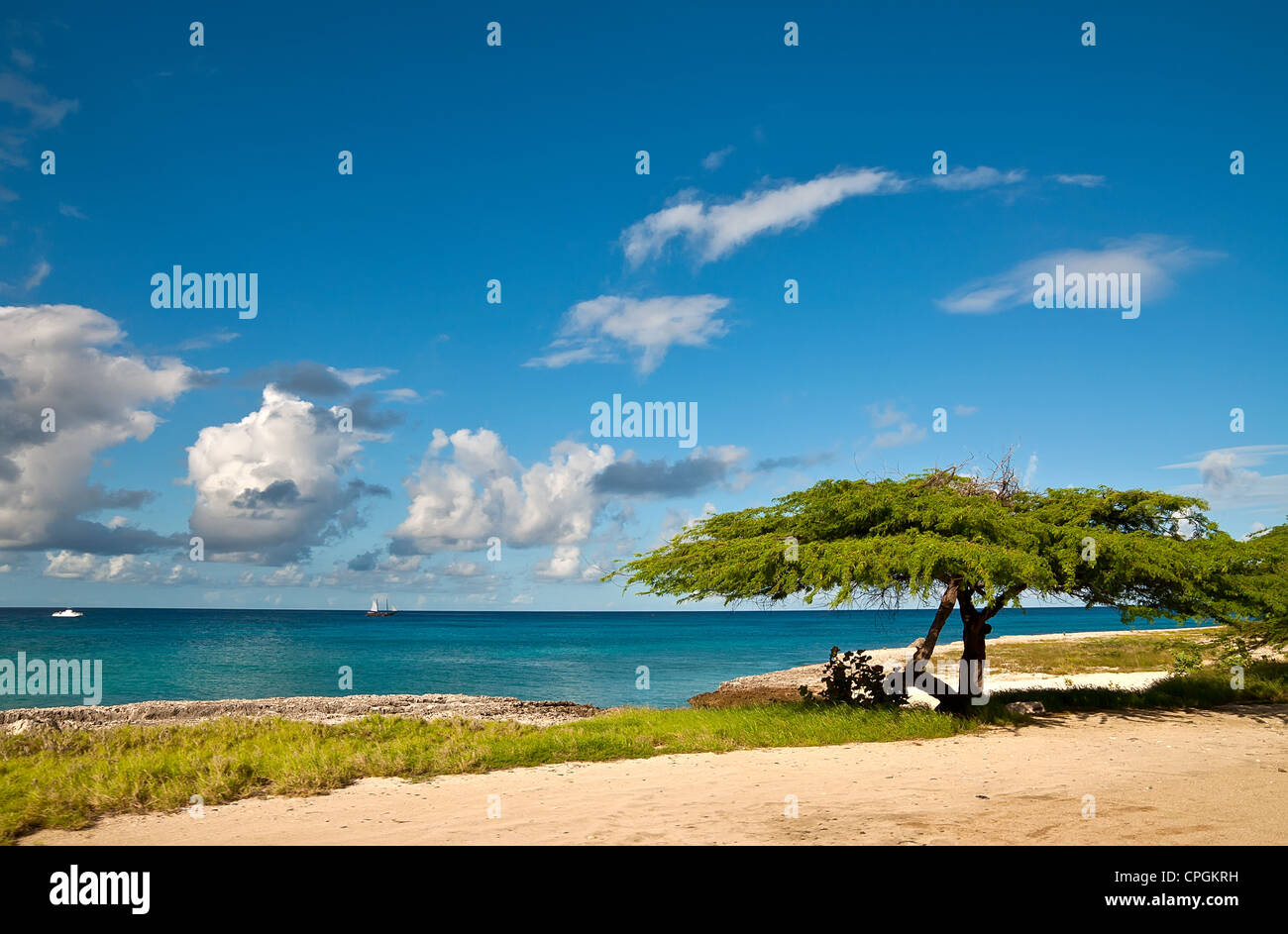 Divi-divi albero sull'isola di Aruba. Mare tropicale sulla spiaggia. Foto Stock