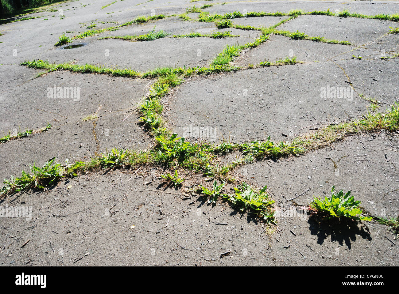 Erba verde combattendo il suo modo attraverso l'asfalto Foto Stock