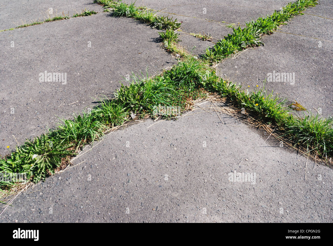 Erba verde combattendo il suo modo attraverso l'asfalto Foto Stock