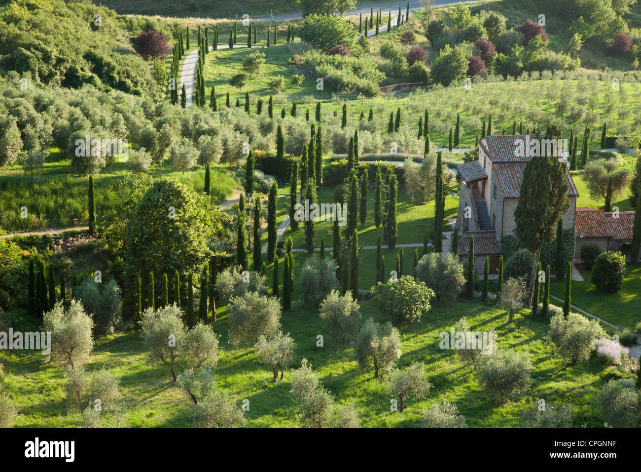 Oliveti e italiano Cipro alberi sono visti al tramonto nel medievale città umbra di Orvieto. L'Italia. Foto Stock