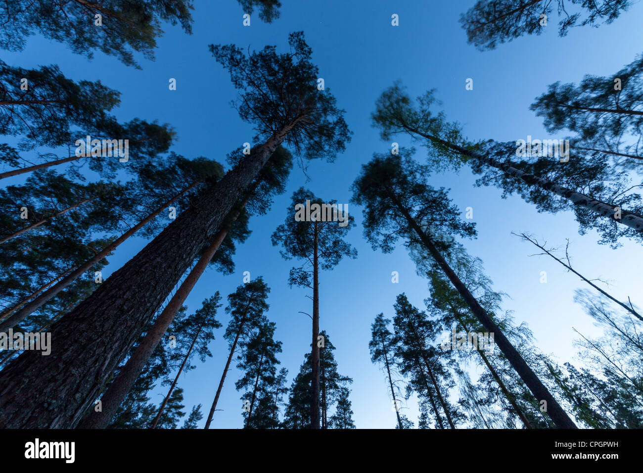 Sky nella foresta di pini. Guardando in alto nella foresta di pini con obiettivo grandangolare. Foto Stock