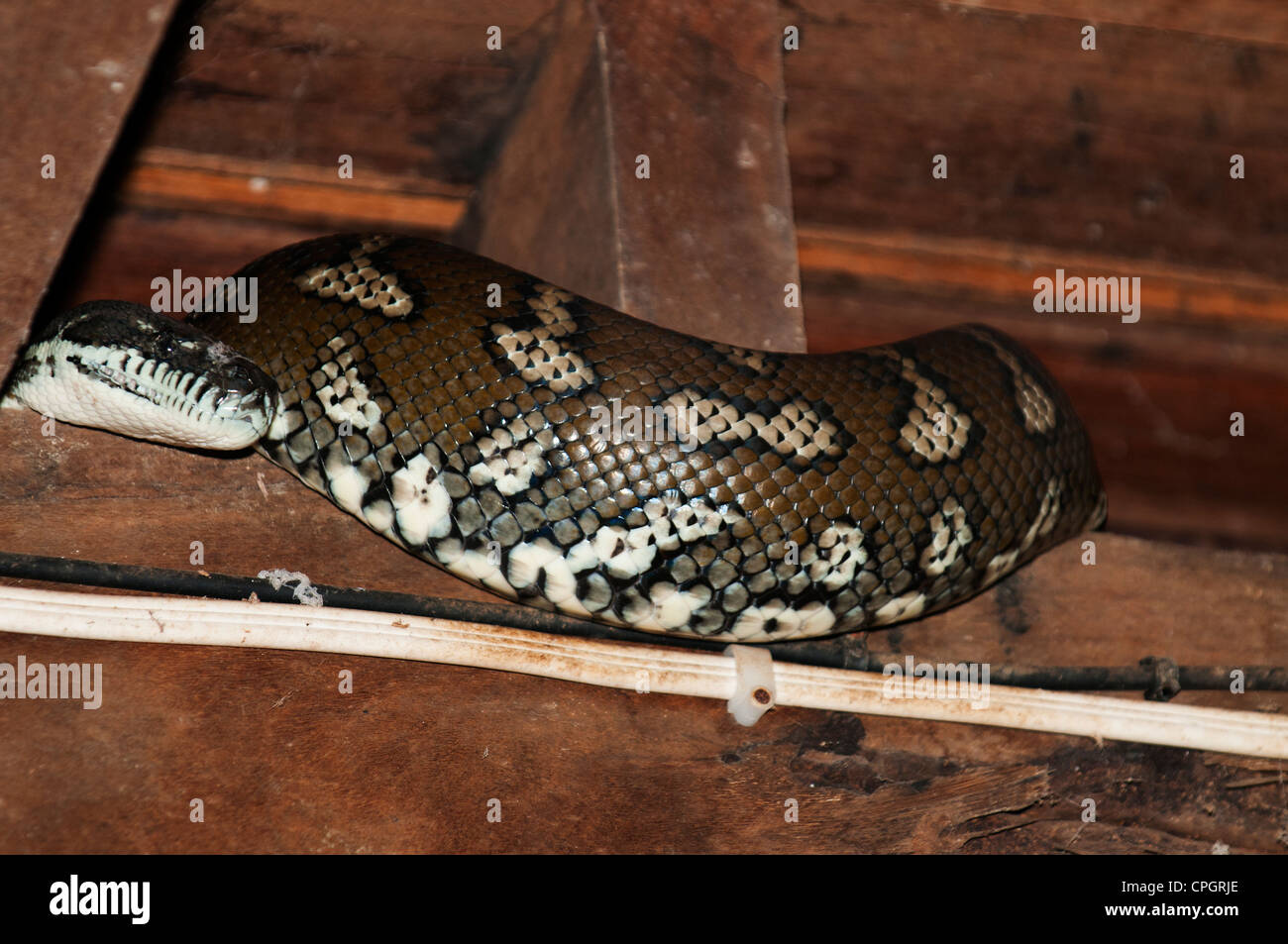 Grandi Morelia Spilota o python o tappeto serpente sotto casa. Foto Stock