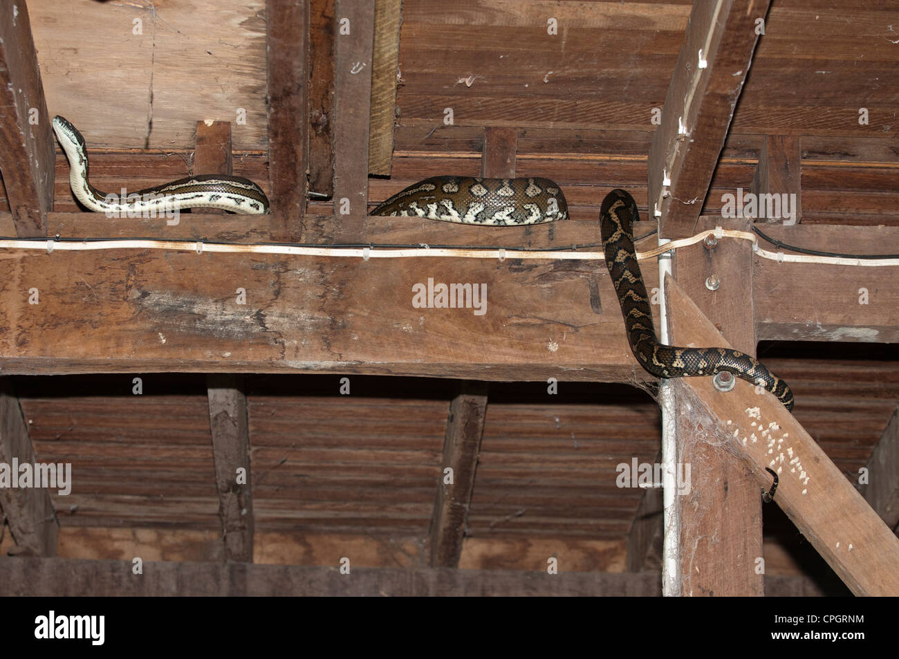 Grandi Morelia Spilota o python o tappeto serpente sotto casa. Foto Stock