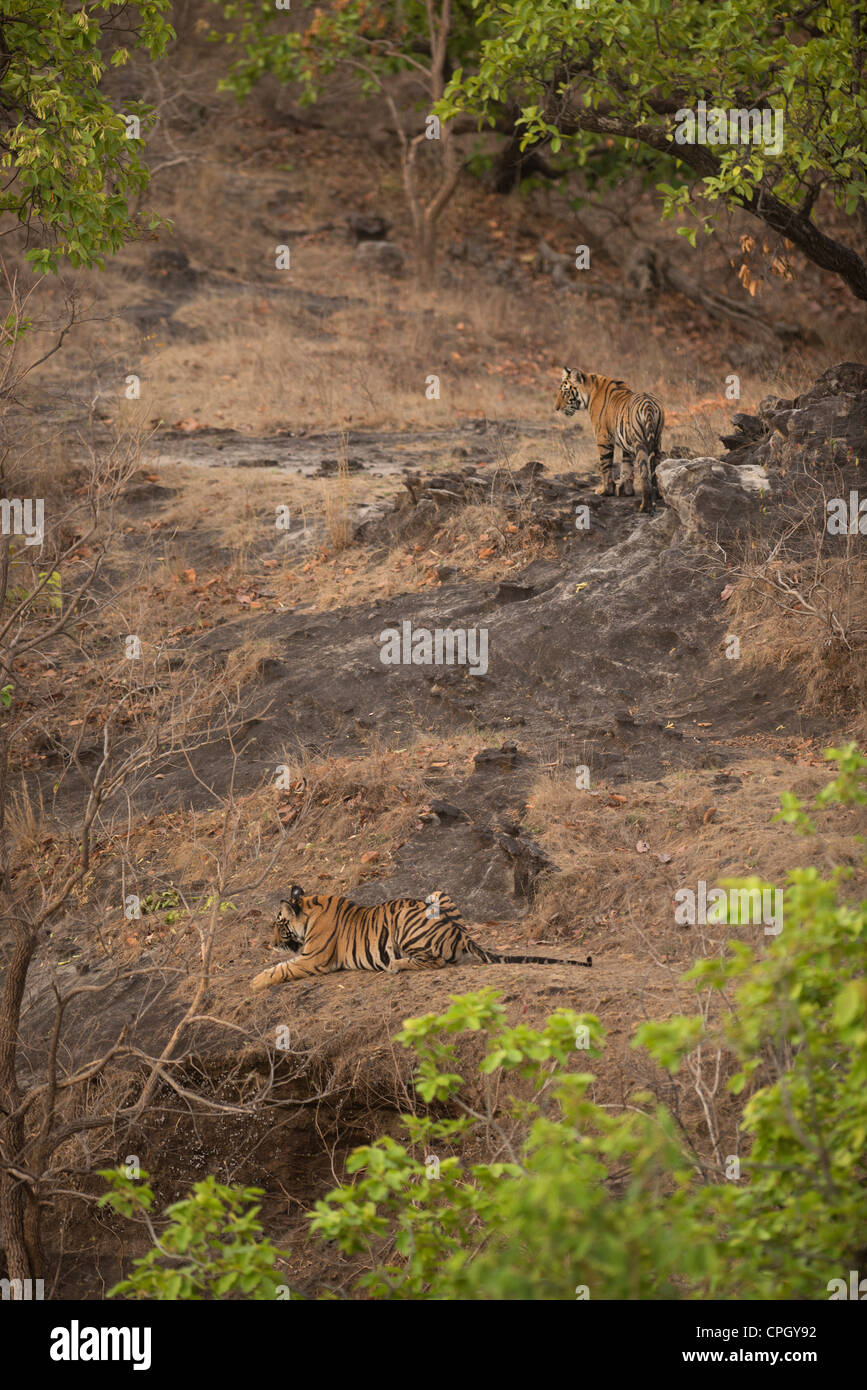 Una coppia di 1-anno-vecchio tigre del Bengala cubs sulle rocce in prossimità di un foro di acqua in Bandhavgarh Riserva della Tigre, India Foto Stock