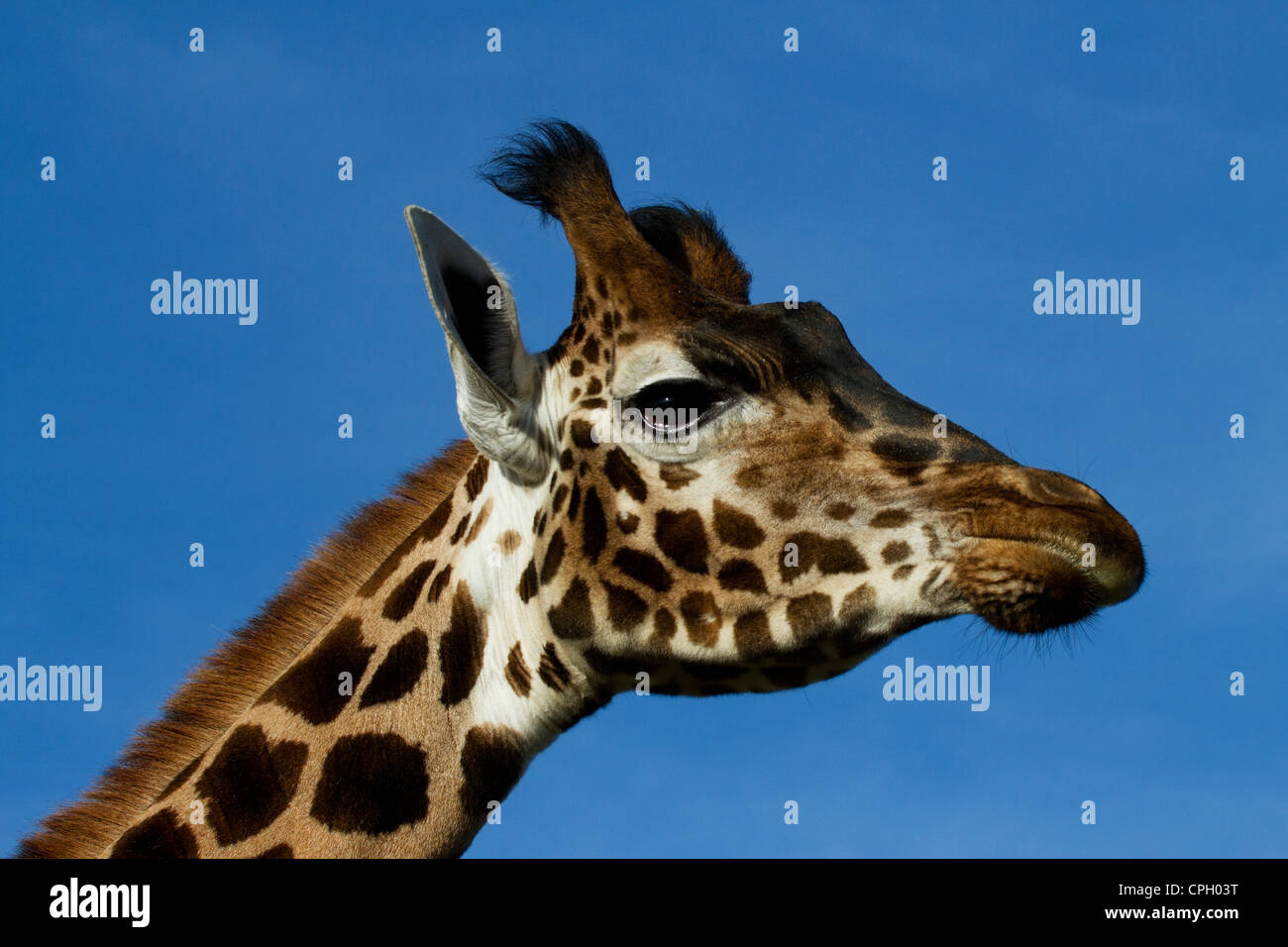 Testa della giraffa close up Foto Stock