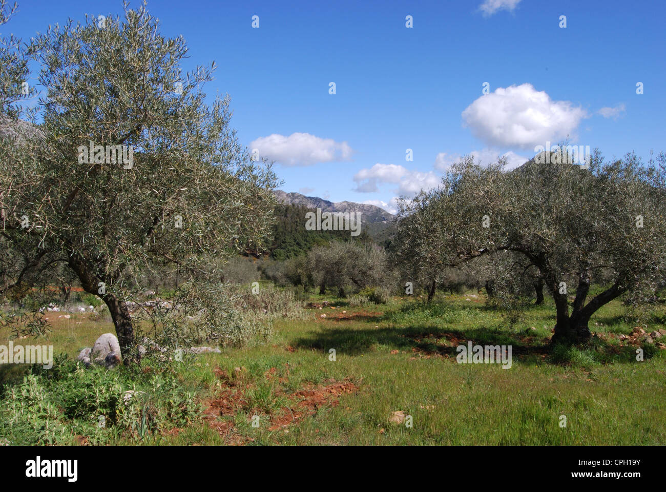Vista attraverso gli uliveti verso le montagne, Refugio de Juanar, vicino a Marbella, Andalusia, Spagna, Europa. Foto Stock