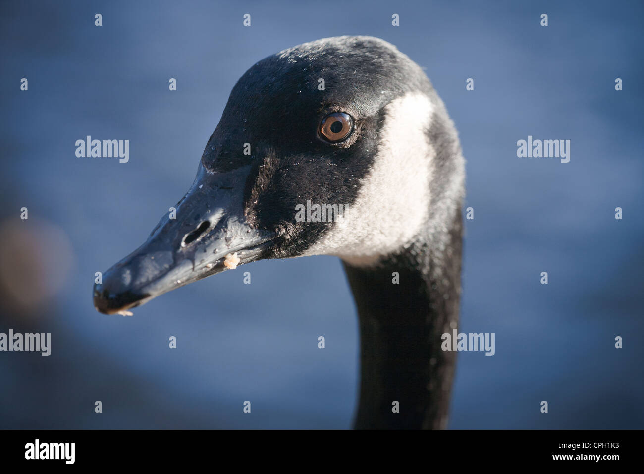 Ritratto di un oca Foto Stock