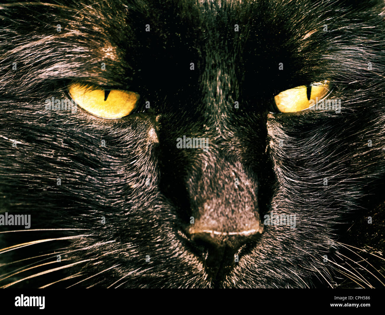 Burgdorf, nero, giallo, occhio occhio di gatto, Gatto di casa, il gatto domestico, pet cat, tom gatto, Gatto maschio, tom-CAT, Canton Berna, Svizzera Foto Stock