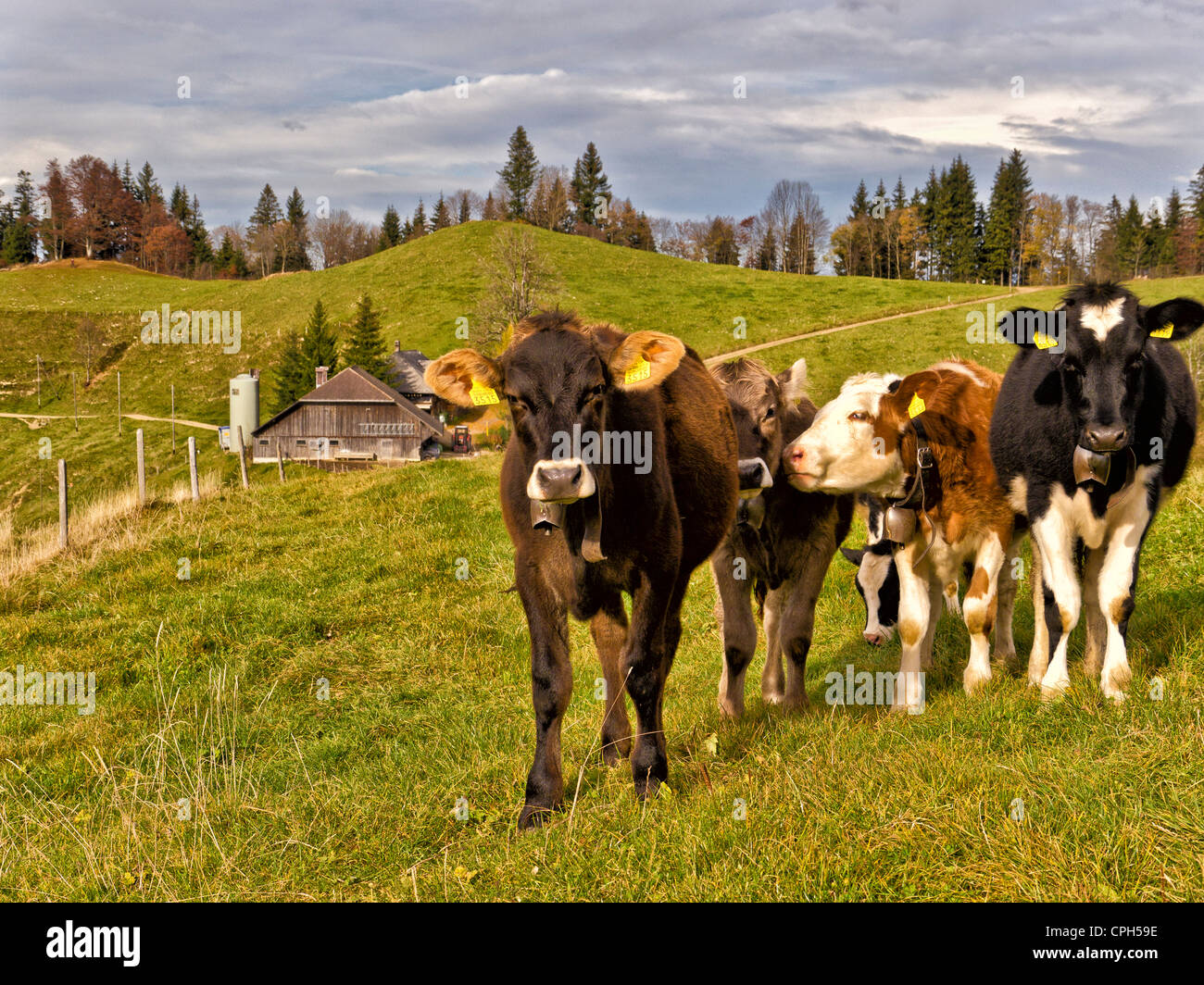 Alp, shieling, pascolo alpino, Emmental, agricoltura, autunno cadono, Canton Berna, mucca, bovini, Lüderenalp, latticini, formaggi, latticini Foto Stock