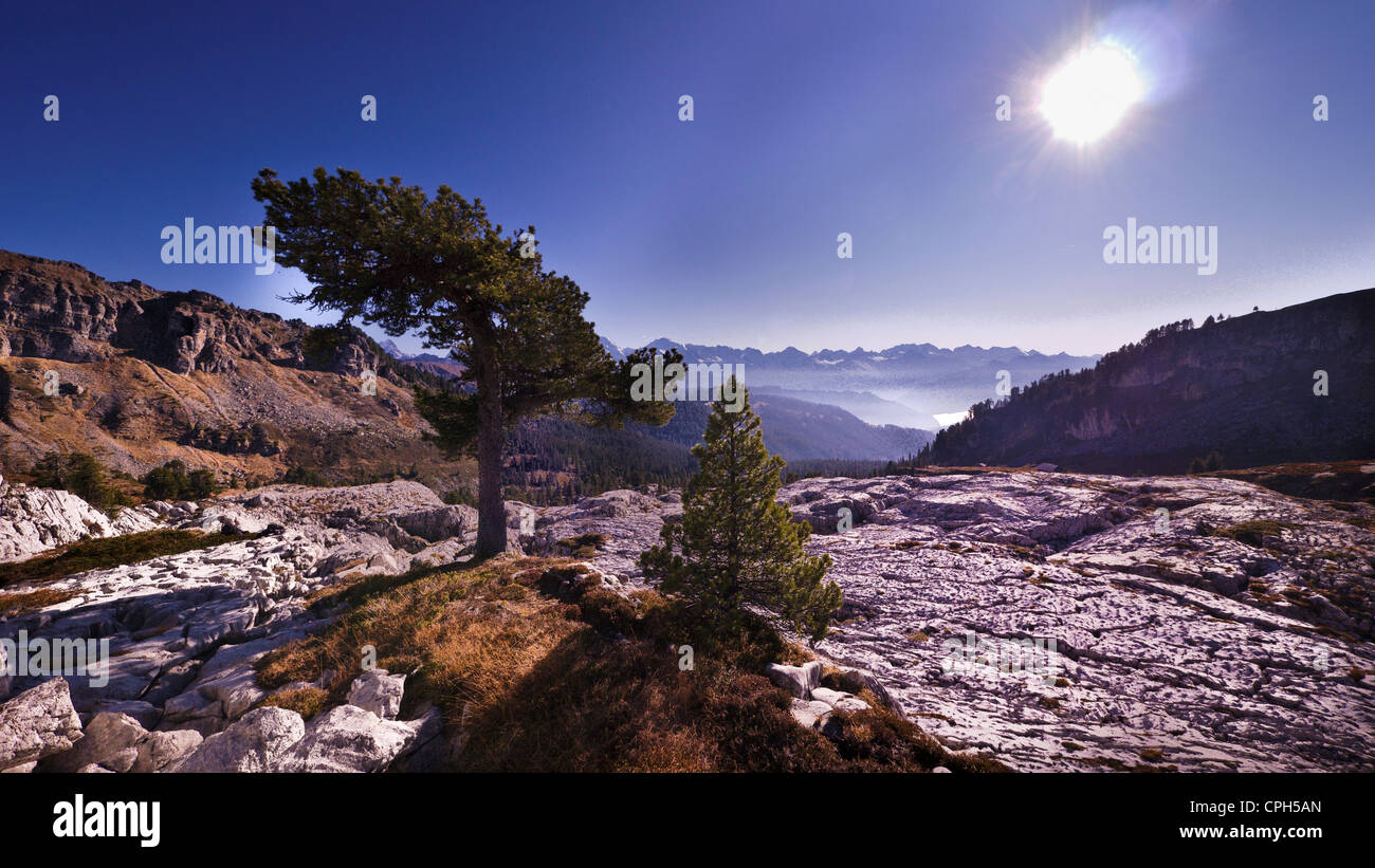 Alpen, montagne, Horizon, skyline, mondo alpino, erosione, paesaggi carsici, paesaggio carsico, pino mugo, Pinus montana, mountai Foto Stock