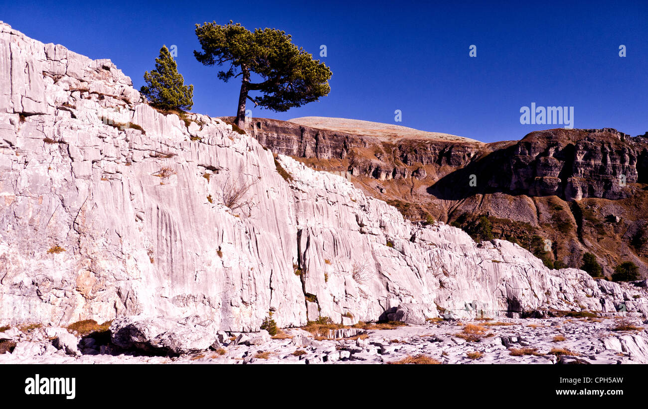 Alpi, pre-Alpi, limstone alpi, montagne, pino mugo, Pinus montana, mountainscape, scenario di montagna, mountain landscap Foto Stock