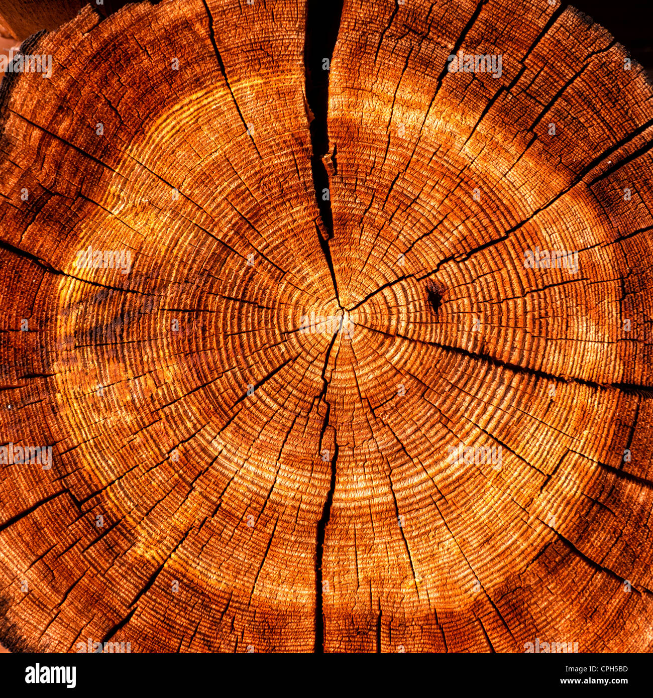 Alpi, log cabin, log house, fortino, blocco house, stalla, legno, legname, legno abete, picea abies, Bernes Alpi, Foto Stock