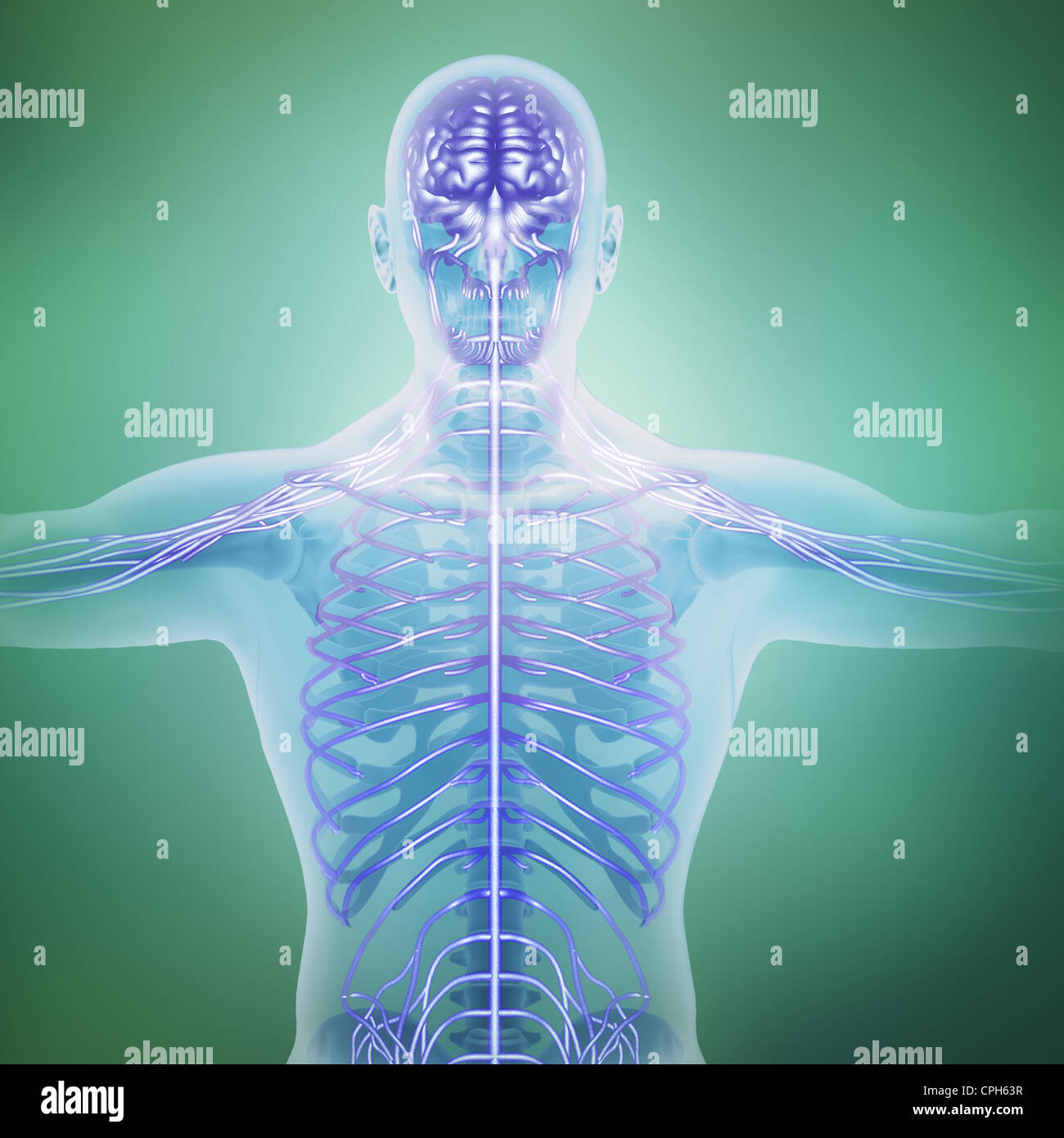 Anatomia umana illustrazione - il sistema nervoso centrale Foto Stock